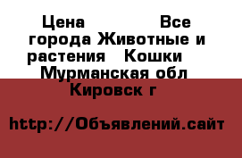 Zolton › Цена ­ 30 000 - Все города Животные и растения » Кошки   . Мурманская обл.,Кировск г.